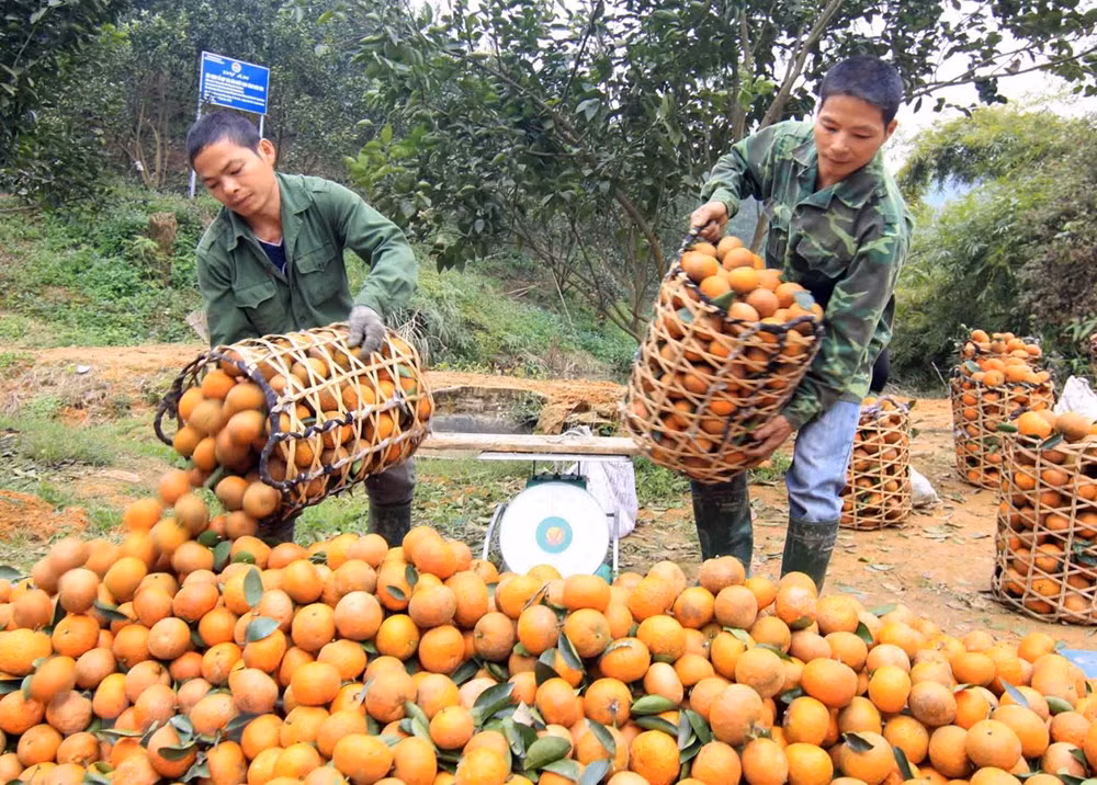 Proyecto de agricultura apoya a personas pobres en provincia vietnamita ảnh 1