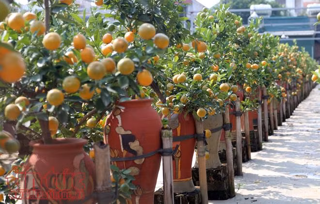 Exhibición de bonsái de kumquat: muestra del deseo de prosperidad en el Tet ảnh 1
