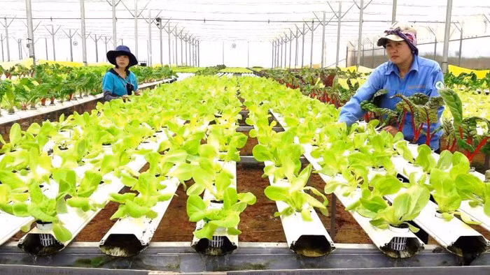 Registran en Vietnam 17 grandes proyectos de inversión en sector agrícola en 2019 ảnh 1