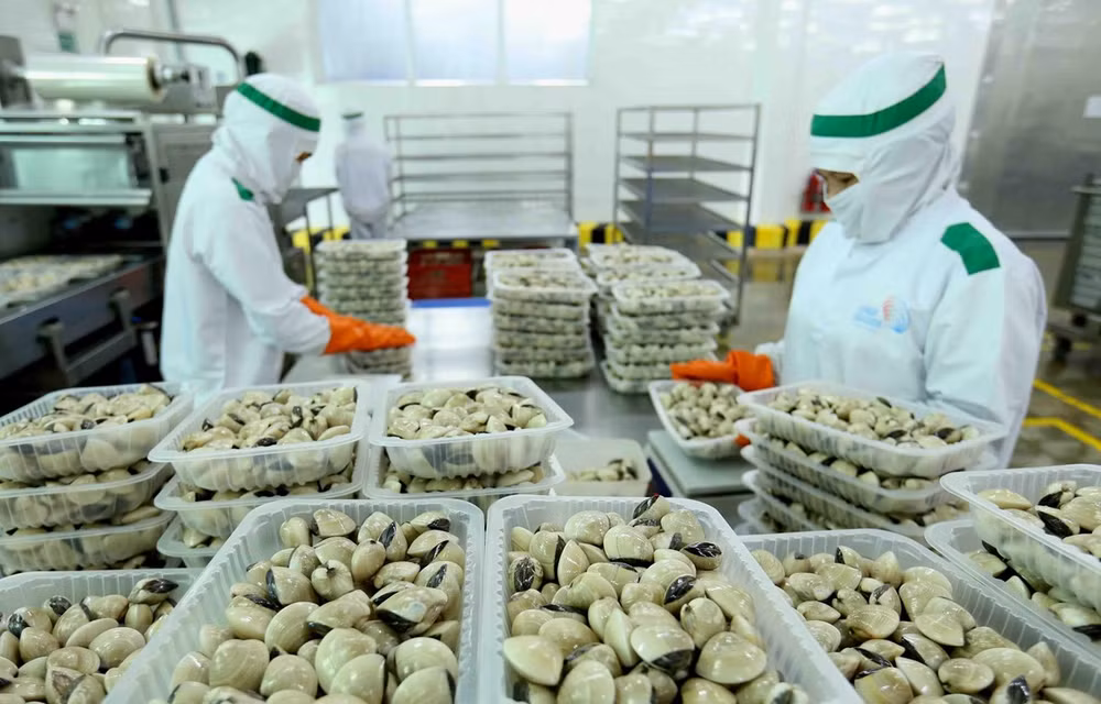 Experimenta Vietnam fuerte crecimiento en sus exportaciones de moluscos bivalvos a la Unión Europea ảnh 1