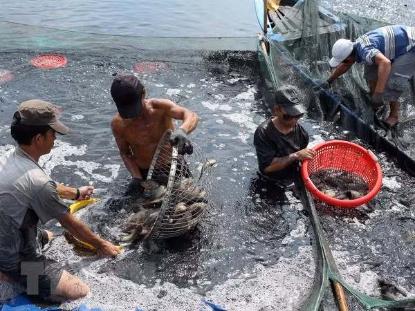 Provincia vietnamita de Dak Lak emite plan de protección sanitaria de especies acuícolas ảnh 1