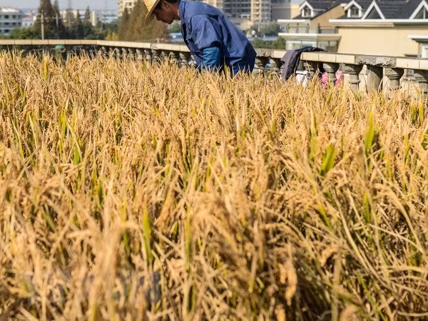 Anuncia Camboya estrategia de desarrollo agrícola para período 2019-2023 ảnh 1