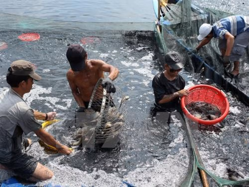 Alcanza sector acuícola de Vietnam logros alentadores en 2019 ảnh 1