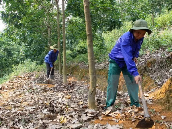 Promueven operaciones de empresas caucheras vietnamitas en Camboya ảnh 1