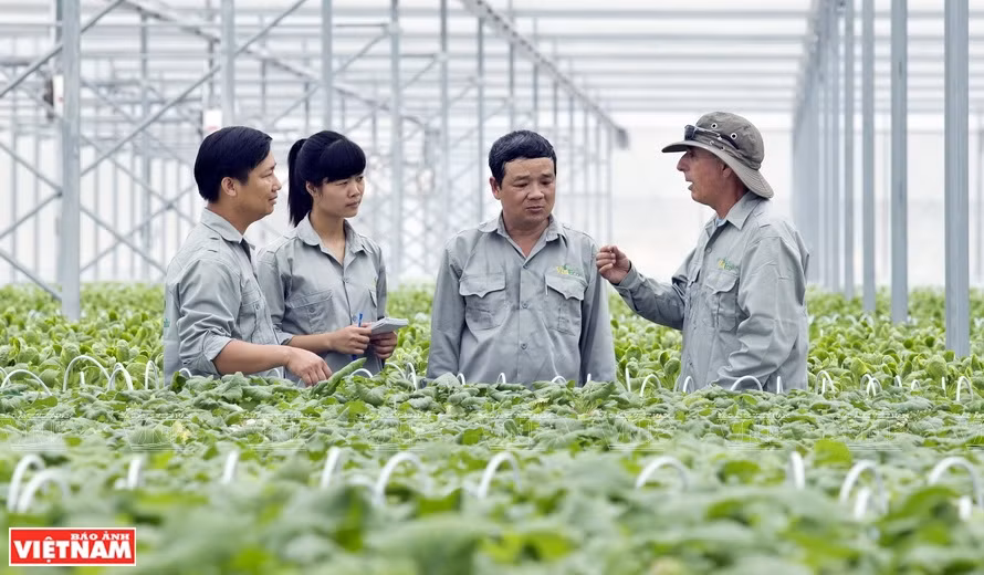 Agricultura limpia en el “jardín” de la empresa vietnamita VinEco ảnh 1