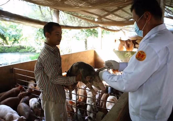 Piden a China levantar prohibición de importación de carne de cerdo de Vietnam ảnh 1