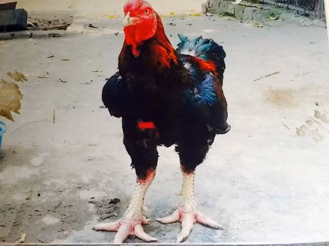 Pollo Ho, la especie más rara y sagrada del pueblo de Lac Tho ảnh 1
