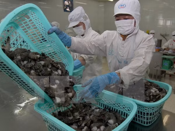 Japón, mayor importador de camarones de Vietnam ảnh 1