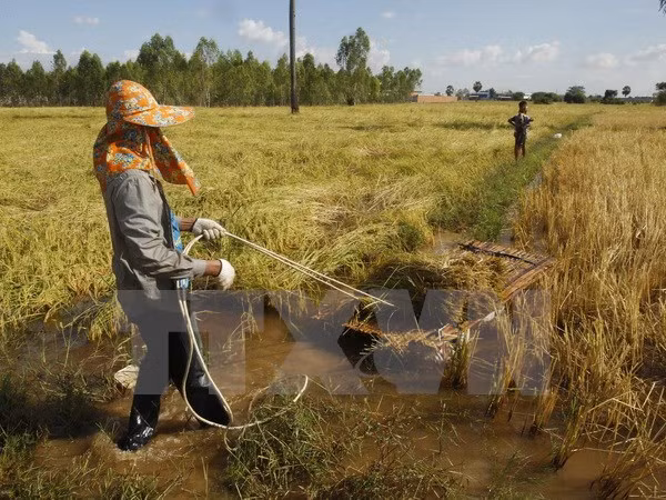 Provincia vietnamita busca desarrollar su marca de arroz ảnh 1