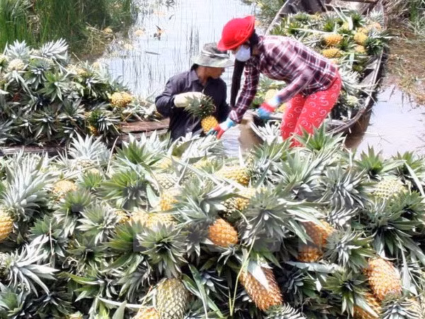 Empresa sudcoreana busca en localidad vietnamita oportunidades de inversión en agricultura ảnh 1