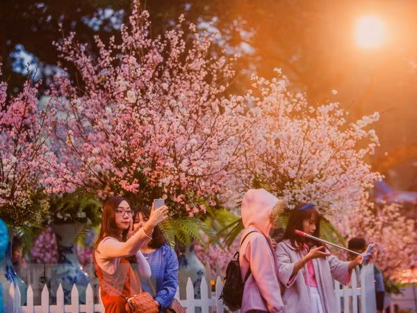 Festivales de flores de cerezo marcan aniversario de relación Japón- Vietnam ảnh 1