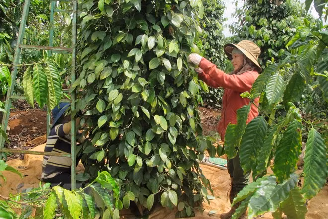 Exportaciones de pimienta vietnamita generan más de 138 millones de dólares ảnh 1