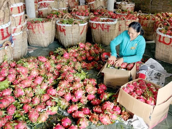 Provincia china estrecha estándares de frutas importadas de Vietnam ảnh 1