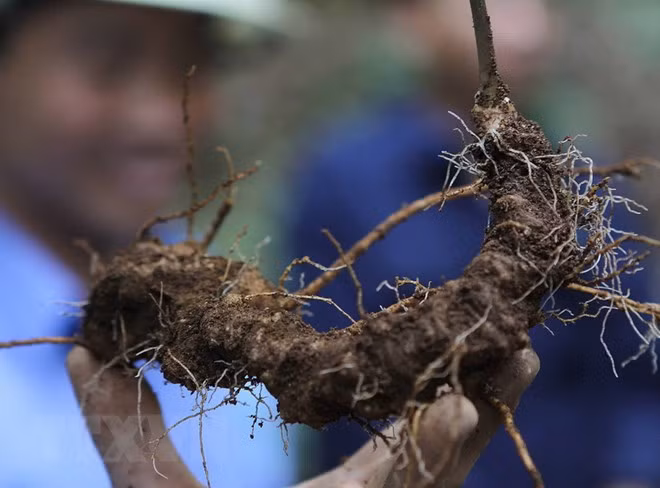 Grupos vietnamitas invierten millones de dólares en proyectos de ginseng Ngoc Linh ảnh 1