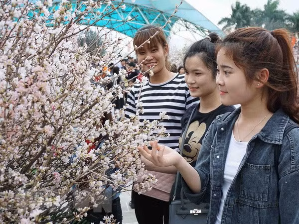 Sakura florece en exhibición en festival cultural Vienam-Japón ảnh 1