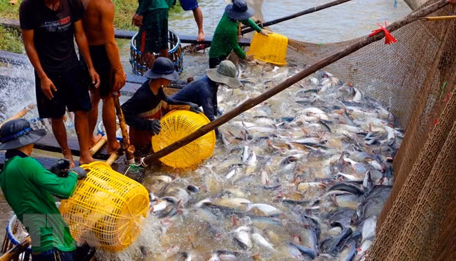 Provincia vietnamita amplía área de cultivo de peces Tra ảnh 1