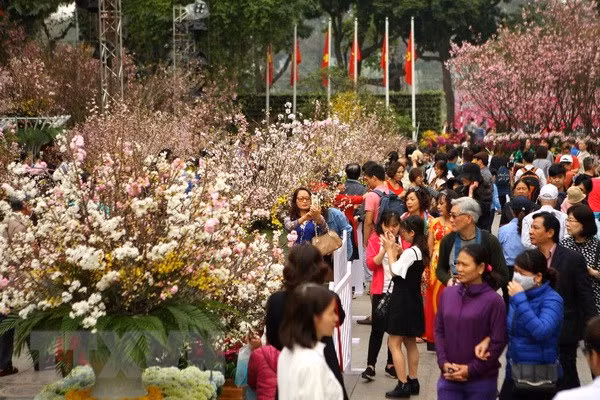 Festival de flores de cerezo en Hanoi se extiende hasta hoy ảnh 1