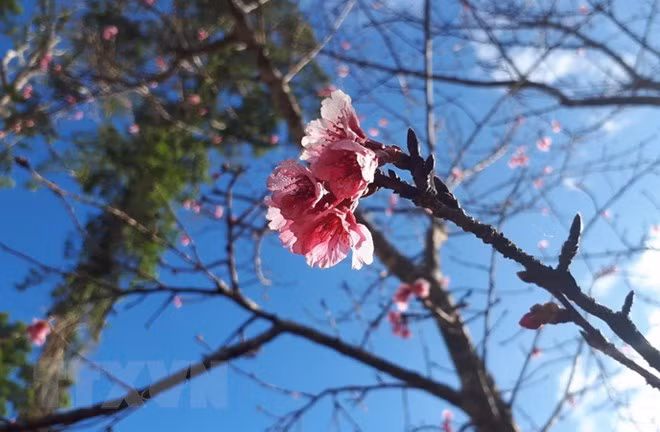 Cultivan árboles de cerezo en Bac Ninh como muestra de la amistad Vietnam- Japón ảnh 1