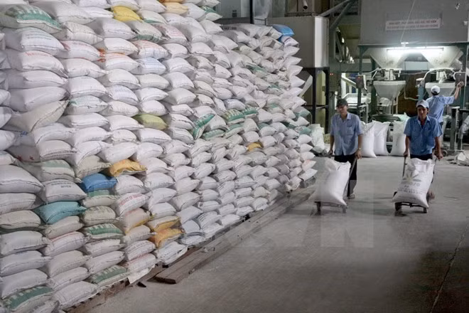 Arroz japónico puede ser variedad clave de exportación de Vietnam ảnh 1