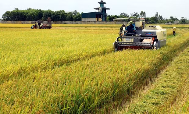 Simposio en ciudad vietnamita busca aumentar ingresos de agricultores ảnh 1