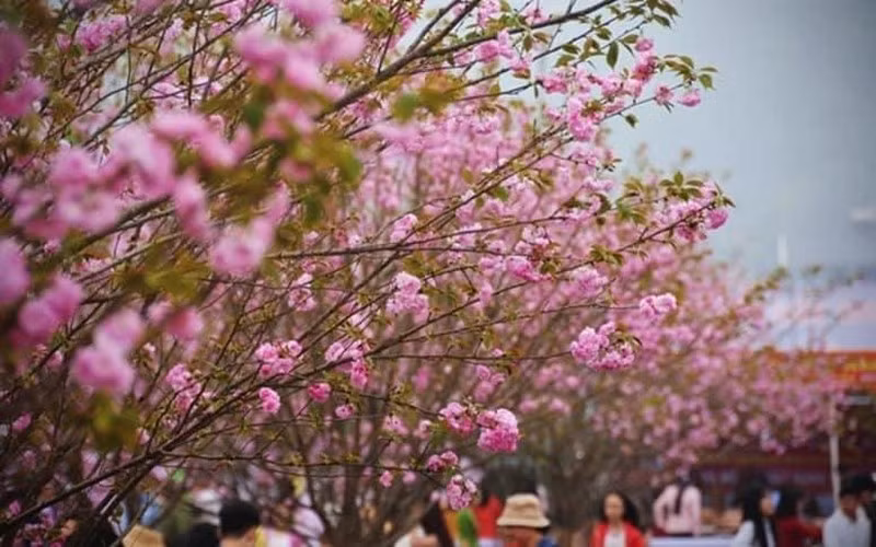 Lang Son organizará Festival de la Flor del Durazno en saludo al Tet 2023 ảnh 1