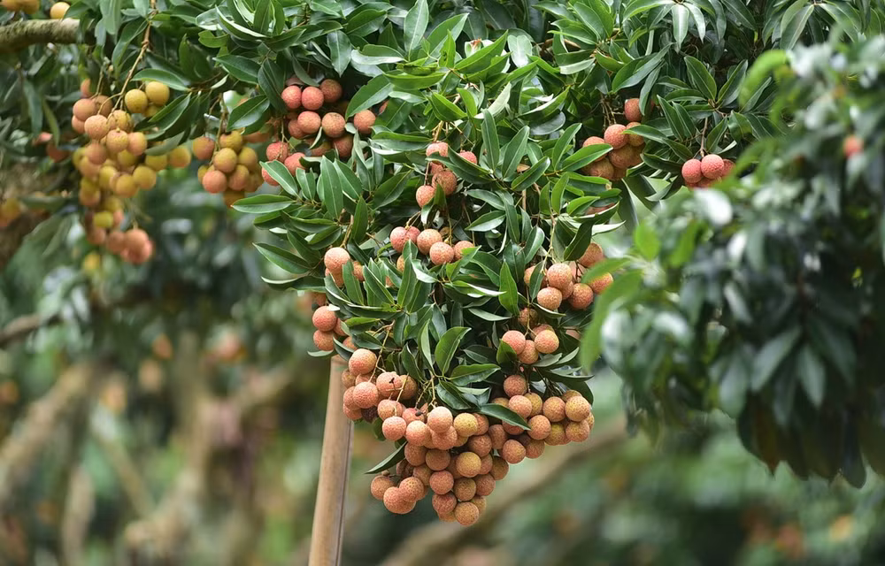 Bac Giang construye marcas de productos agrícolas para expandir mercado ảnh 2