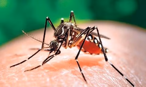 Provincia vietnamita fortalece la prevención y el control del chikungunya, el dengue y el zika ảnh 1