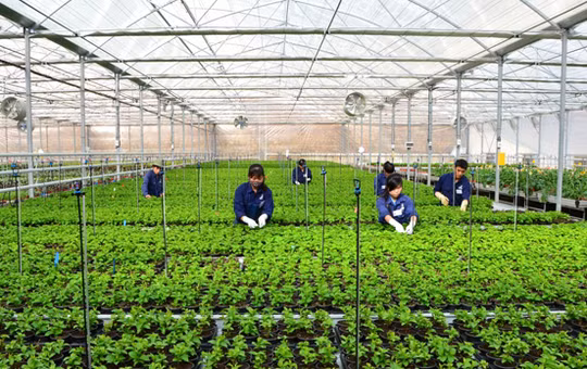 Provincia vietnamita de Hau Giang impulsa cooperación con Corea del Sur ảnh 1