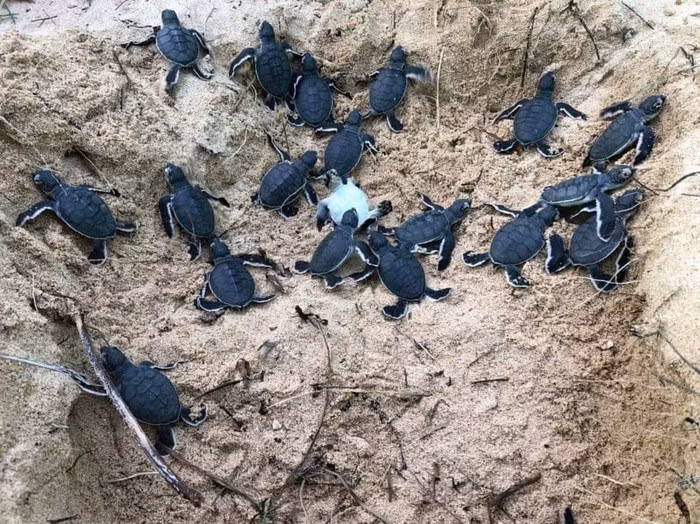 Liberan en provincia vietnamita 45 tortugas bebés en la naturaleza ảnh 1