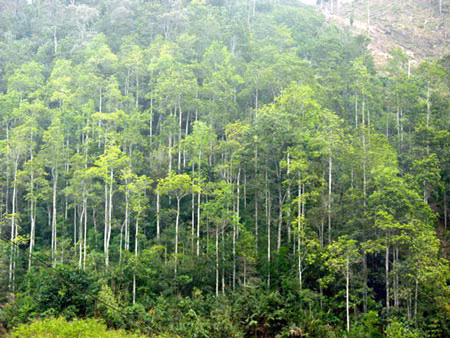 Provincia norvietnamita desarrolla economía forestal sostenible y eficaz ảnh 1