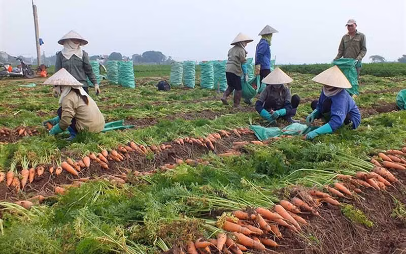 Enviarán primer lote de zanahorias de provincia vietnamita a Corea del Sur ảnh 1