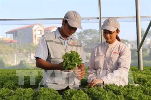 Provincia vietnamita de Bac Giang impulsa aplicación de tecnología en zonas rurales ảnh 2
