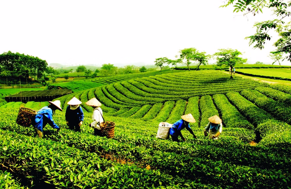 Exportaciones de té vietnamita aumentaron en primer bimestre del año ảnh 1