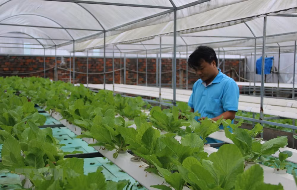 Ciudad Ho Chi Minh se convertirá en 2030 en centro de tecnología agrícola de alta calidad ảnh 1