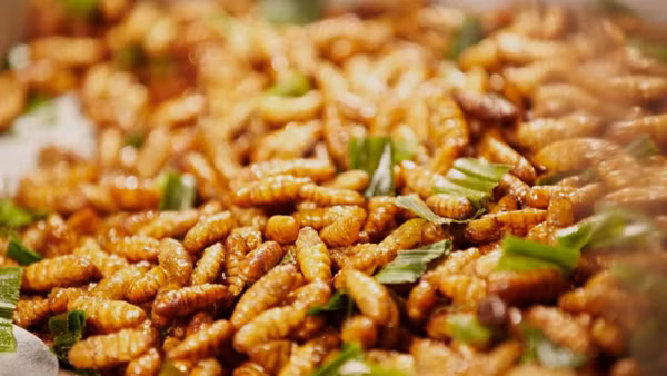 Vietnam autorizado a enviar alimentos hechos de insectos a Unión Europea ảnh 1