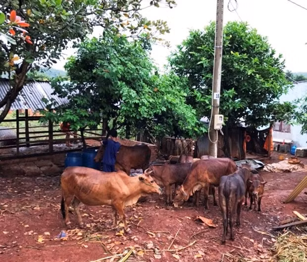 Provincia vietnamita de Binh Phuoc refuerza labor para erradicar la pobreza ảnh 1