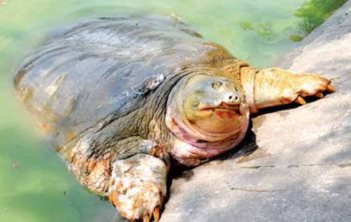 Financia grupo vietnamita Danko Group conservación de tortuga de Lago Hoan Kiem ảnh 1