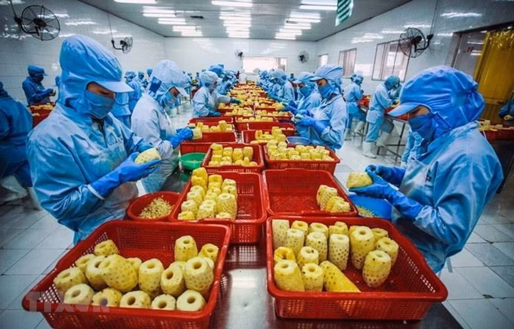 Crecen exportaciones de frutas y verduras vietnamitas en el primer trimestre de 2021 ảnh 1