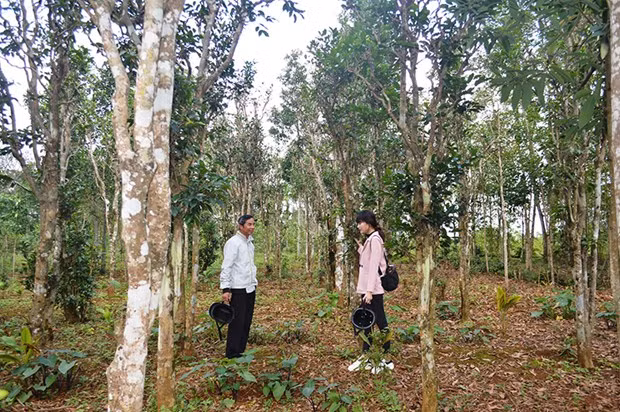 Jardines centenarios de té, orgullo de provincia vietnamita de Quang Tri ảnh 1