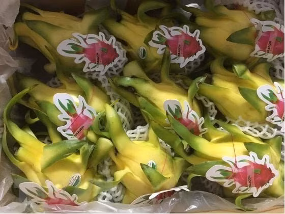 Fruta del dragón vietnamita gana popularidad en Australia ảnh 1