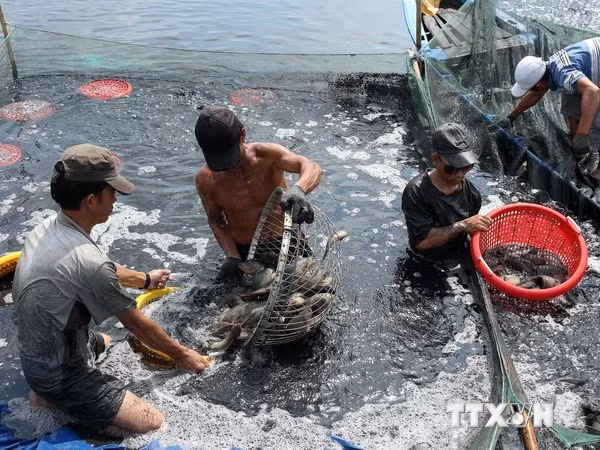 Provincia vietnamita de Ca Mau fortalece protección ambiental en la acuicultura ảnh 1
