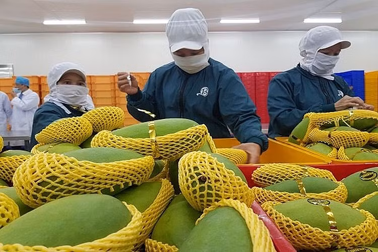 Exportaciones hortofrutícolas de Vietnam superarán los cuatro mil millones de dólares ảnh 1