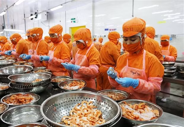 Camarón vietnamita ocupa el primer lugar en diversos mercados extranjeros ảnh 1