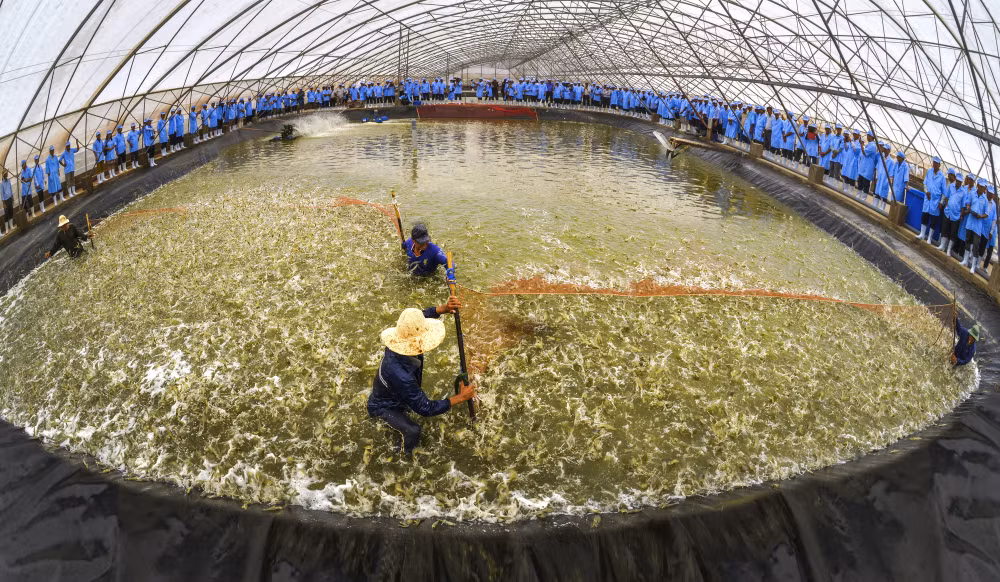 Vietnam y Australia fortalecen comercio de productos agrícolas ảnh 1