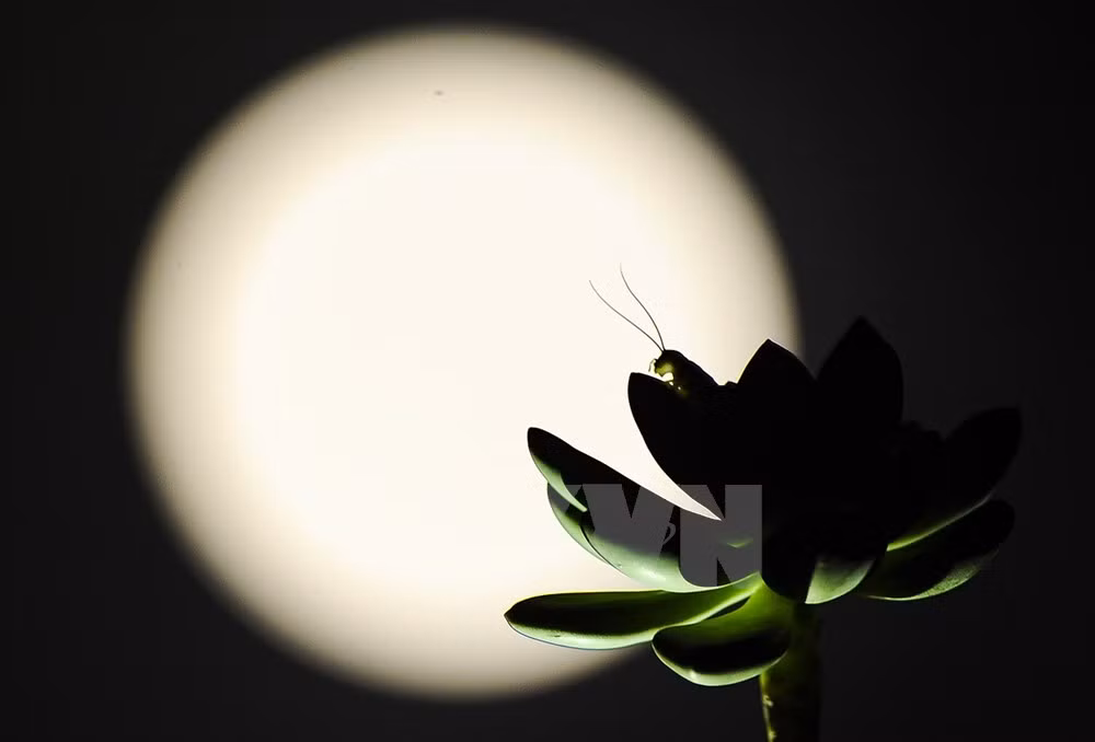 [Photo] Super luna más grande en 100 años en Hanoi ảnh 4