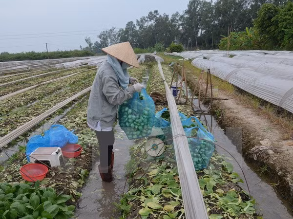 Honran en Vietnam a cooperativas y agricultores destacados en 2016 ảnh 1