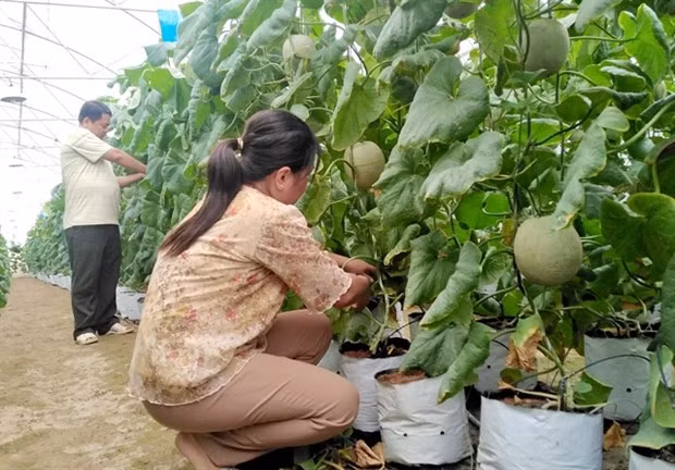 Provincia vietnamita de Tien Giang por crear más empleos en 2021 ảnh 1