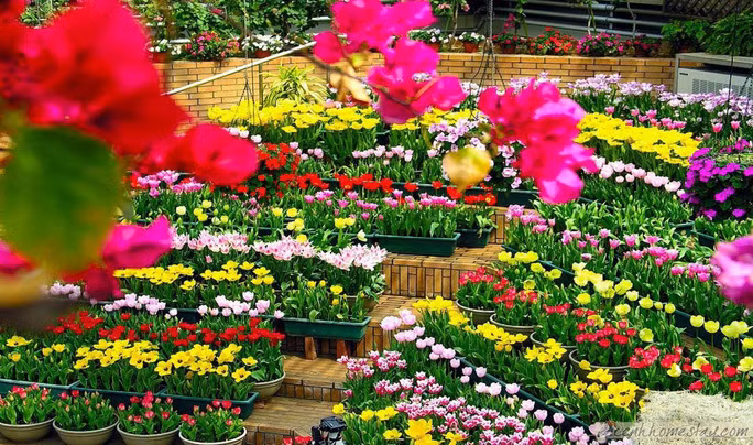 Quang Binh acogerá Festival Internacional de Flores en 2023 ảnh 1