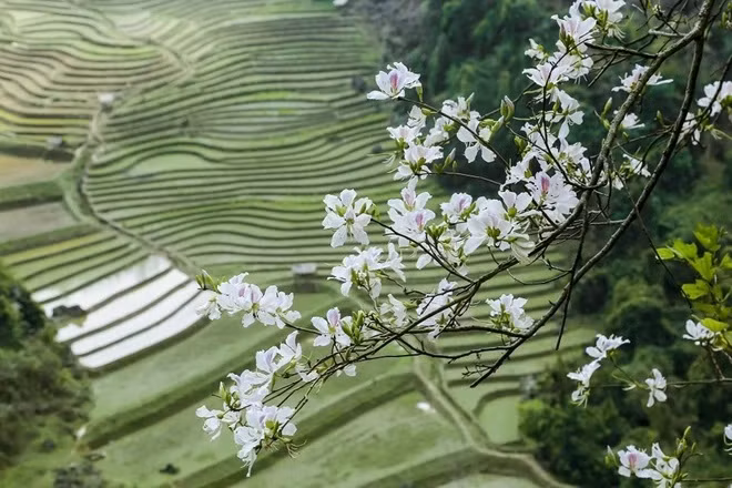 Promocionan imagen del turismo de Dien Bien más allá de Vietnam ảnh 2