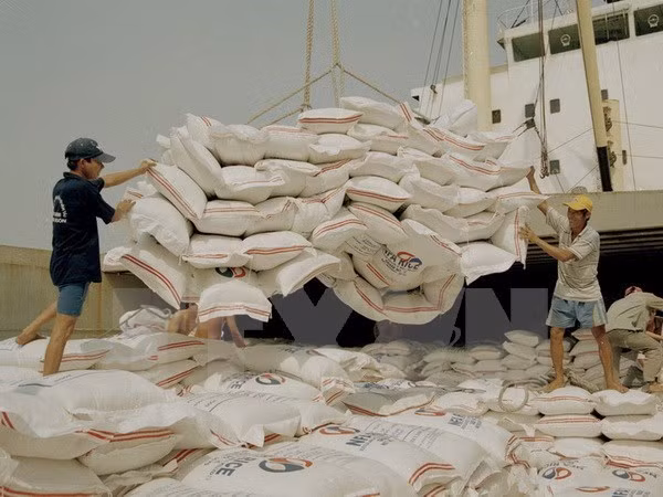 Variedad japónica da impulso a las exportaciones vietnamitas de arroz ảnh 1